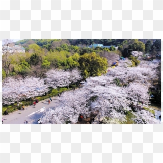 Wuhan University Cherry Blossom, China Cherry Blossom - Cherry Blossom, HD Png Download