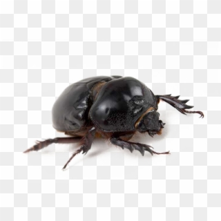 Black Beetle Transparent Png - Dung Beetle, Png Download