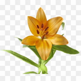 Lily Flower Yellow - Lirio Flor Amarillo, HD Png Download
