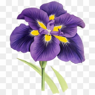 Lily Flower Plant Blossom Bloom Png Image - Clipart Purple Iris, Transparent Png