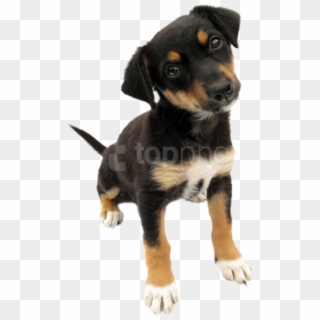 Free Png Download Dog Png Images Background Png Images - Puppy With A Transparent Background, Png Download