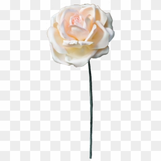 Pearl Rose Png - Garden Roses, Transparent Png