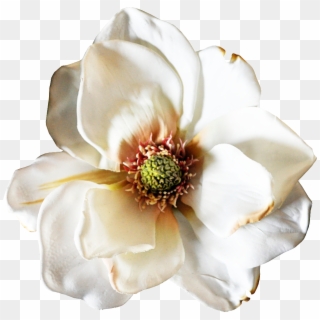 Handpainted Realistic White Flowers Png Transparent - Artificial Flower, Png Download