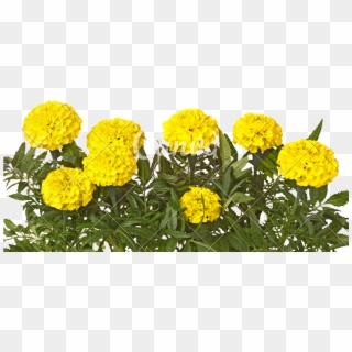 Yellow Marigold Flowers And Leaves Isolated On White, HD Png Download
