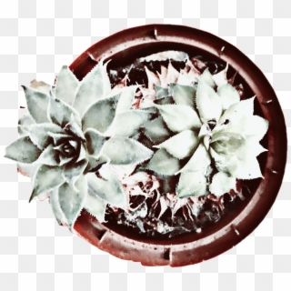 Drawing Cactus Artsy Transparent Clipart Free Download - Agave Azul, HD Png Download