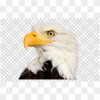 Download Eagle Head Png Clipart Bald Eagle Clip Art - Emoticon Emojis Png, Transparent Png