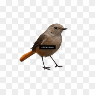 Free Png Bird Png Image With Transparent Background - Transparent Birds, Png Download