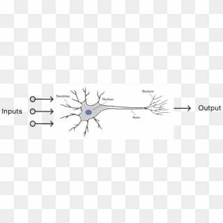 Each Neuron In A Brain Has A Bunch Of Inputs And One - Illustration, HD Png Download