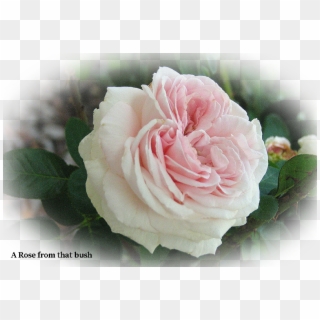 But Then I A Few Of The Flowers That Are In Good Shape - Garden Roses, HD Png Download
