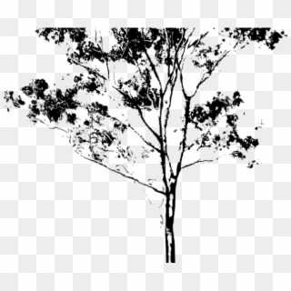 Eucalyptus Clipart Gum Tree - Drawings Png, Transparent Png