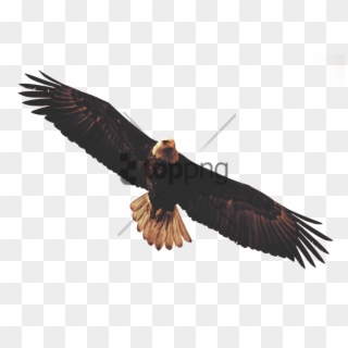 Free Png Bald Eagle Sticker Png Image With Transparent - Transparent Eagle Flying Png, Png Download
