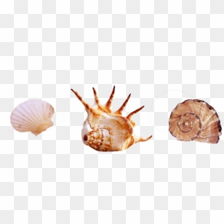 Seaside Clipart Seashell - Real Sea Creatures Png, Transparent Png