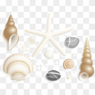 Starfish Drawing Clip Art And Shells - Shell, HD Png Download