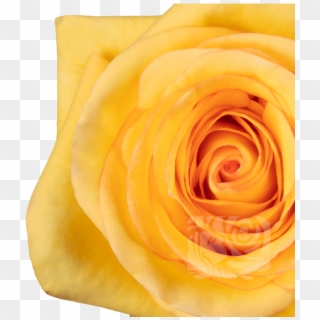 Yellow Roses - Garden Roses, HD Png Download