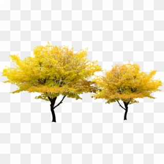Tree Yellow Pixel - Transparent Maple Tree Png, Png Download
