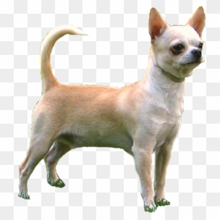 Chihuahua, HD Png Download
