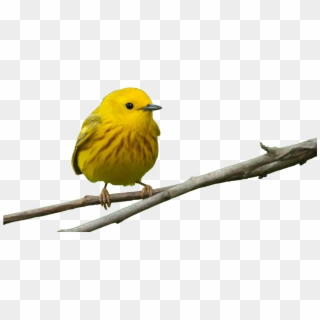 Additional Information Detroit - Yellow Warbler, HD Png Download