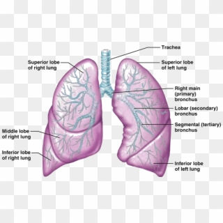 Image Showing Human Lungs - Human Lung, HD Png Download