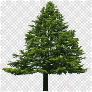 Douglas Fir Tree Png Clipart Pine Douglas Fir Clip - Douglas Fir White Background, Transparent Png