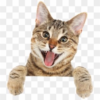Cat Png Free Download - Cute Cat Png, Transparent Png
