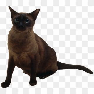 Cat Png, Transparent Png