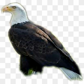 Aguila Sticker - Bald Eagle, HD Png Download