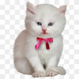 Kitty Transparent Persian - Beautiful Frames For My, HD Png Download