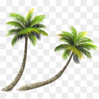 Arecaceae Coconut Royalty-free Illustration - Bent Palm Tree Drawing, HD Png Download