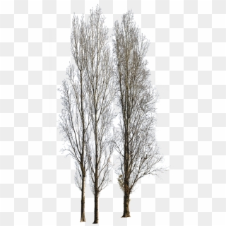 Cottonwood, HD Png Download