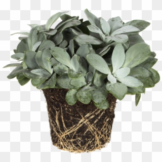 Senecio Mountain Fire - Flowerpot, HD Png Download