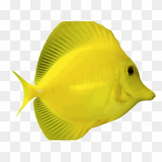 Fish Clipart Transparent Background - Yellow Tang Fish Png, Png Download
