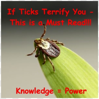 Ticks & Lyme Disease Prevention - Weevil, HD Png Download