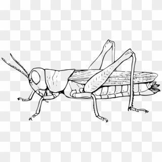 Grasshopper Vector Drawing - Grasshopper Black And White Clipart, HD Png Download