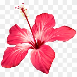 Colored Drawing Hibiscus - Png Jungle Flowers, Transparent Png