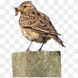 Download - Skylark Bird, HD Png Download