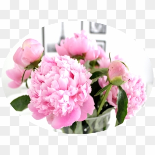 Common Peony, HD Png Download