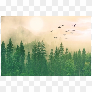 #background #scenery #trees #forest #sky #birds #overlay - Tree, HD Png Download