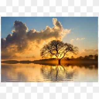 Lone Tree, HD Png Download