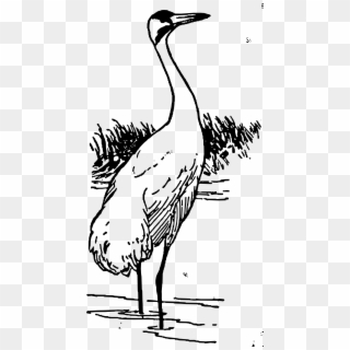 This Free Icons Png Design Of Whooping Crane - Outline Of Black Necked Crane, Transparent Png