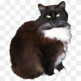 Tuxedo Cat Clipart Toxedo - Cat Stock Png, Transparent Png