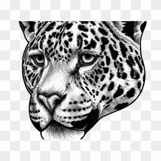 Jaguar Transparent Cat - Drawing Jaguar Face, HD Png Download