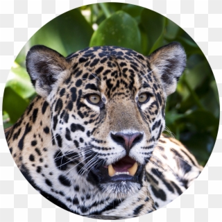 Jaguar Transparent Cut Out, HD Png Download