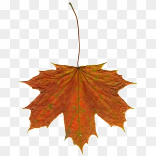 Leaves Autumn Leaves Clipart Png Image, Transparent Png
