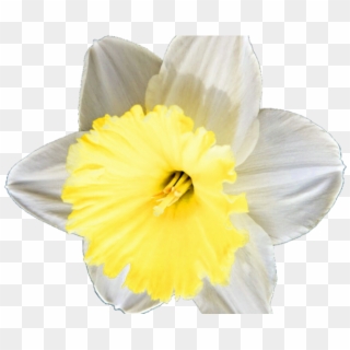 Daffodil Clipart Petal - Narcissus, HD Png Download