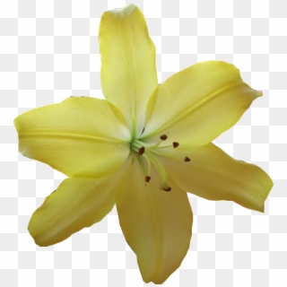 Yellowflower - Iris, HD Png Download