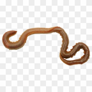 Earthworm Worm Png, Transparent Png