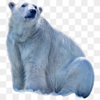 Claws Vector Polar Bear - Polar Bear, HD Png Download