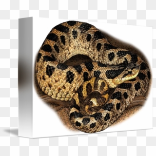 Hognose Snake For Sale - Serpent, HD Png Download
