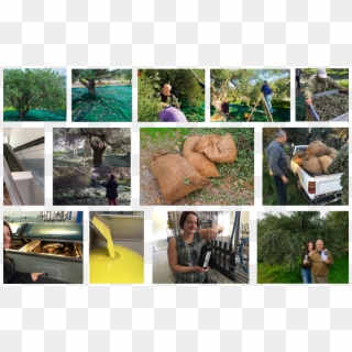 New Harvest Olive Oil - Collage, HD Png Download
