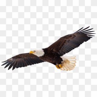 The Most Majestic Of All Birds, Eagles Possess Both - Águia De Cabeça Branca, HD Png Download